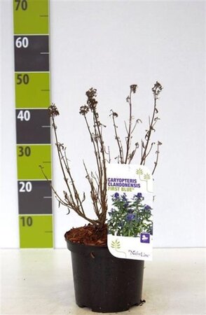 Caryopteris clandonensis 30-40 cm cont. 3,0L - afbeelding 6