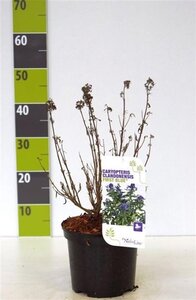 Caryopteris clandonensis 30-40 cm cont. 3,0L - afbeelding 6