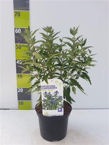 Caryopteris clandonensis 30-40 cm cont. 3,0L - image 7