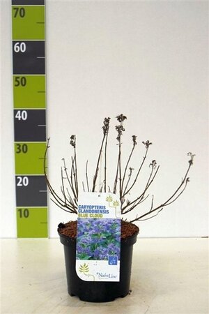 Caryopteris clandonensis 40-60 cm cont. 3,0L - afbeelding 6