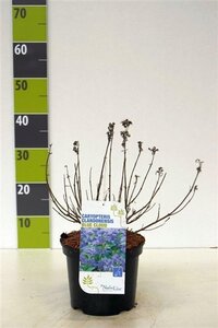Caryopteris clandonensis 40-60 cm cont. 3,0L - afbeelding 6