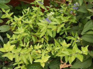 Caryopteris cland. 'Worcester Gold' 30-40 cm cont. 3,0L