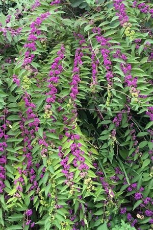 Callicarpa dichotoma 50-60 cm cont. 3,0L - afbeelding 1