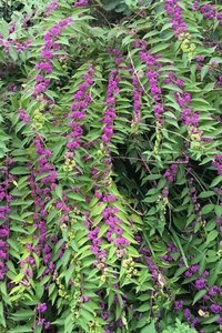 Callicarpa dichotoma 50-60 cm cont. 3,0L