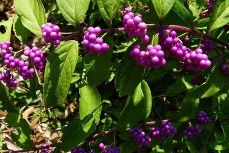Callicarpa dichotoma 50-60 cm cont. 3,0L - afbeelding 2
