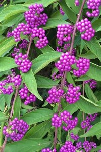 Callicarpa dichotoma 50-60 cm cont. 3,0L - afbeelding 3