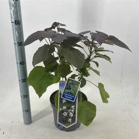 Catalpa erubescens 'Purpurea' 40-50 cm cont. 5,0L - afbeelding 2