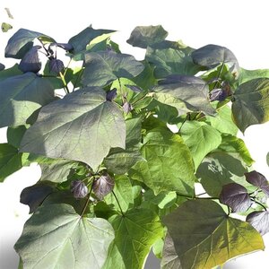 Catalpa erubescens 'Purpurea' 80-100 cm cont. 12L
