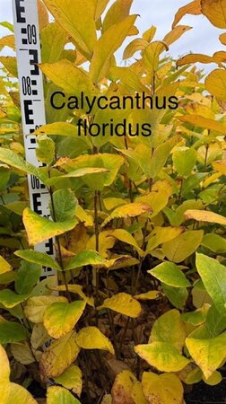 Calycanthus floridus 80-100 cm met kluit