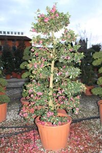 Camellia j. 'Brushfield's Yellow' LICHTGEEL 60-70 cm cont. 5,0L