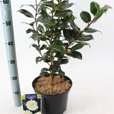 Camellia j. 'Brushfield's Yellow' LICHTGEEL 60-70 cm cont. 5,0L - afbeelding 4