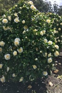 Camellia j. 'Brushfield's Yellow' LICHTGEEL 60-80 cm container - afbeelding 2