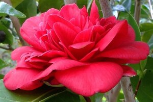 Camellia j. 'Kramer's Supreme' 80-100 cm container