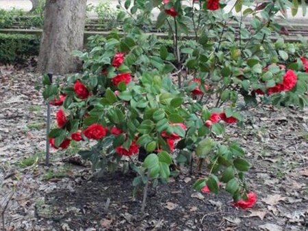 Camellia j. 'Kramer's Supreme' 80-100 cm container - afbeelding 2