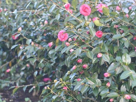 Camellia j. 'Kramer's Supreme' 80-100 cm container - afbeelding 3