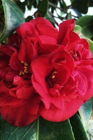 Camellia j. 'Kramer's Supreme' 80-100 cm container - afbeelding 4