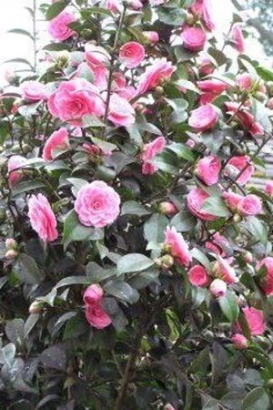 Camellia j. 'Lady Campbell' ROOD 40-60 cm cont. 3,0L - afbeelding 3