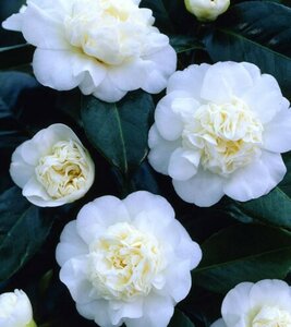 Camellia j. 'Nobilissima' 40-60 cm cont. 3,0L