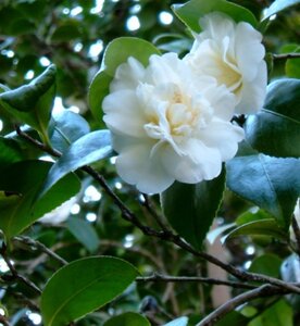 Camellia j. 'Nobilissima' 40-60 cm cont. 3,0L - afbeelding 2