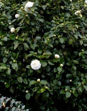 Camellia j. 'Nobilissima' 40-60 cm cont. 3,0L - afbeelding 3