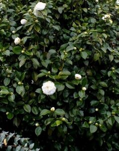 Camellia j. 'Nobilissima' 40-60 cm cont. 3,0L - afbeelding 3