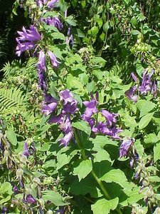 Campanula latifolia macrantha geen maat specificatie 0,55L/P9cm