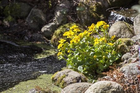 Caltha palustris geen maat specificatie cont. 2,0L - afbeelding 1
