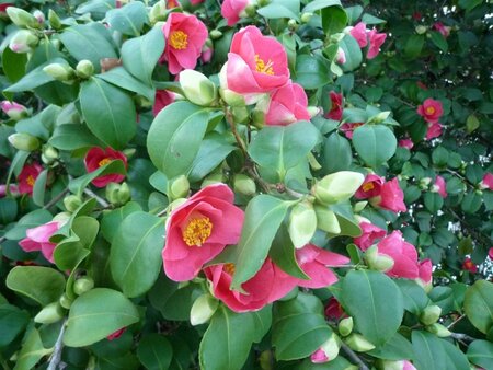 Camellia japonica 80-100 cm container - afbeelding 1