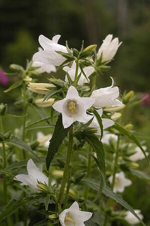 Campanula latifolia 'Alba' geen maat specificatie 0,55L/P9cm