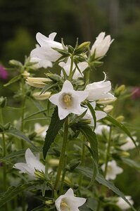 Campanula latifolia 'Alba' geen maat specificatie 0,55L/P9cm