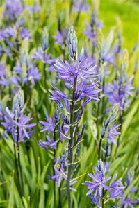 Camassia leichtlinii 'Caerulea' geen maat specificatie 0,8L/P12cm