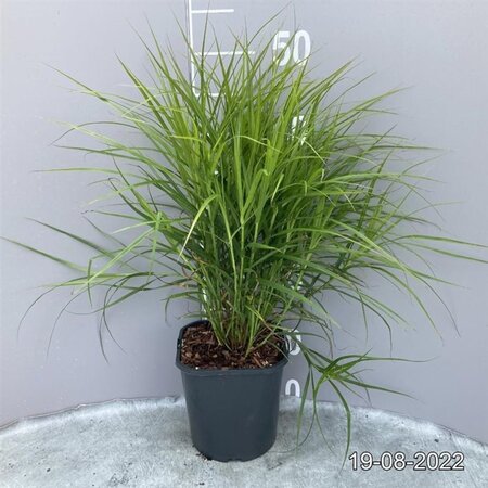 Carex muskingumensis geen maat specificatie cont. 2,0L - afbeelding 2