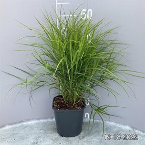 Carex muskingumensis geen maat specificatie cont. 2,0L - afbeelding 2