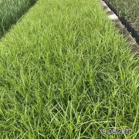 Carex muskingumensis geen maat specificatie cont. 2,0L - afbeelding 3
