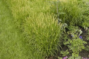 Carex muskingumensis geen maat specificatie cont. 2,0L