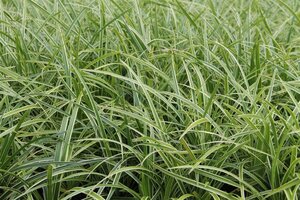 Carex morrowii Vanilla Ice geen maat specificatie 0,55L/P9cm - afbeelding 2