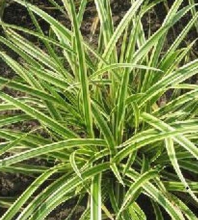 Carex morrowii Vanilla Ice geen maat specificatie 0,55L/P9cm - afbeelding 3