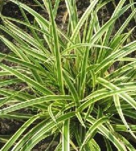 Carex morrowii Vanilla Ice geen maat specificatie 0,55L/P9cm - afbeelding 3