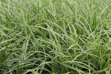 Carex morrowii Vanilla Ice geen maat specificatie 0,55L/P9cm - image 2