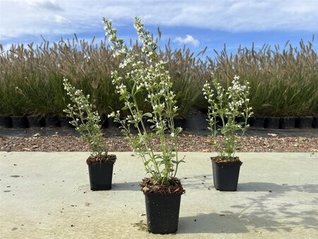 Calamintha n. 'White Cloud' geen maat specificatie 0,55L/P9cm - afbeelding 3