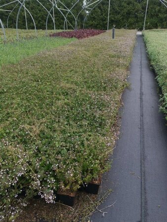 Calamintha n. 'White Cloud' geen maat specificatie 0,55L/P9cm - afbeelding 1