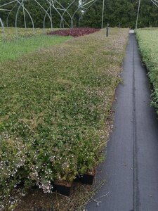 Calamintha n. 'White Cloud' geen maat specificatie 0,55L/P9cm