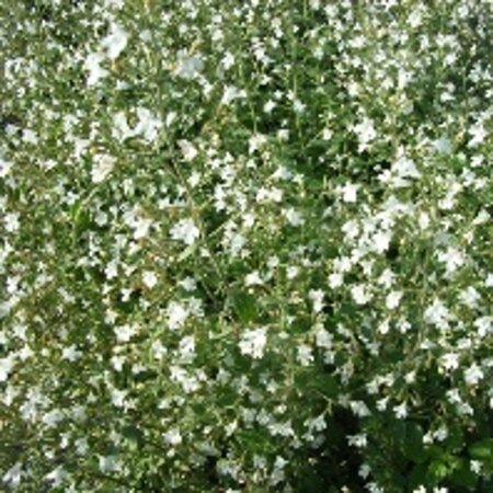 Calamintha n. 'White Cloud' geen maat specificatie 0,55L/P9cm - afbeelding 1