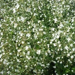 Calamintha n. 'White Cloud' geen maat specificatie 0,55L/P9cm - afbeelding 1