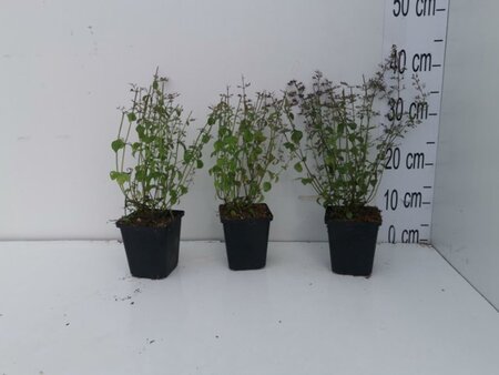 Calamintha n. 'White Cloud' geen maat specificatie 0,55L/P9cm - afbeelding 4