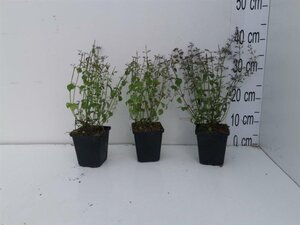 Calamintha n. 'White Cloud' geen maat specificatie 0,55L/P9cm - afbeelding 2