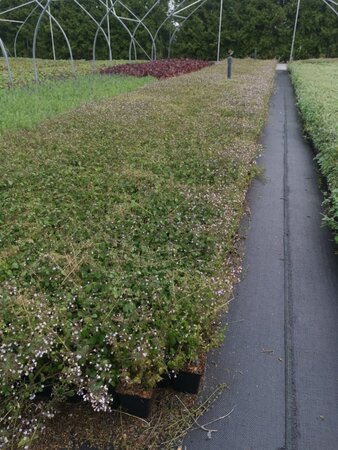 Calamintha n. 'White Cloud' geen maat specificatie 0,55L/P9cm - afbeelding 5