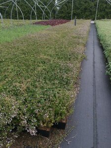 Calamintha n. 'White Cloud' geen maat specificatie 0,55L/P9cm - afbeelding 5