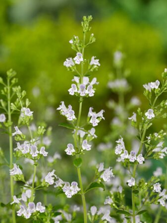 Calamintha n. 'White Cloud' geen maat specificatie 0,55L/P9cm - afbeelding 2