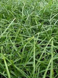Carex oshim. 'Evergreen' geen maat specificatie 0,55L/P9cm